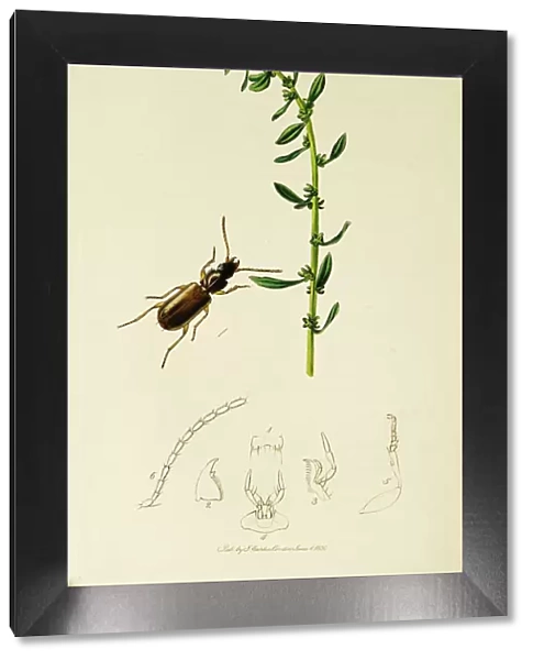 Curtis British Entomology Plate 310