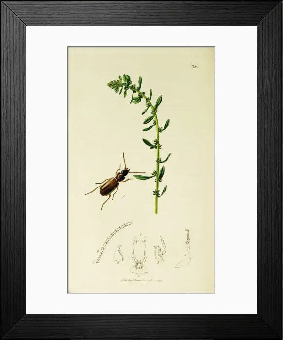 Framed Print : Curtis British Entomology Plate 310 Framed Print : Curtis British Entomology Plate 310