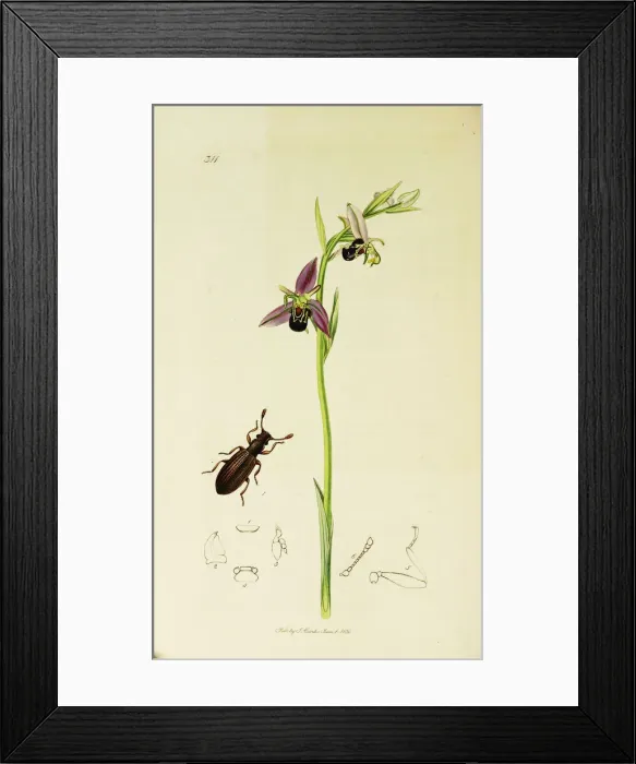 Framed Print : Curtis British Entomology Plate 311 Framed Print : Curtis British Entomology Plate 311