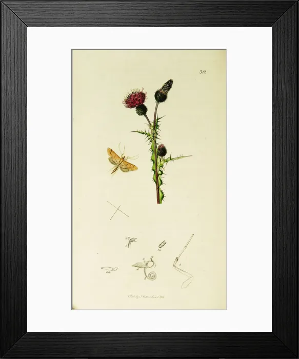 Framed Print : Curtis British Entomology Plate 312 Framed Print : Curtis British Entomology Plate 312