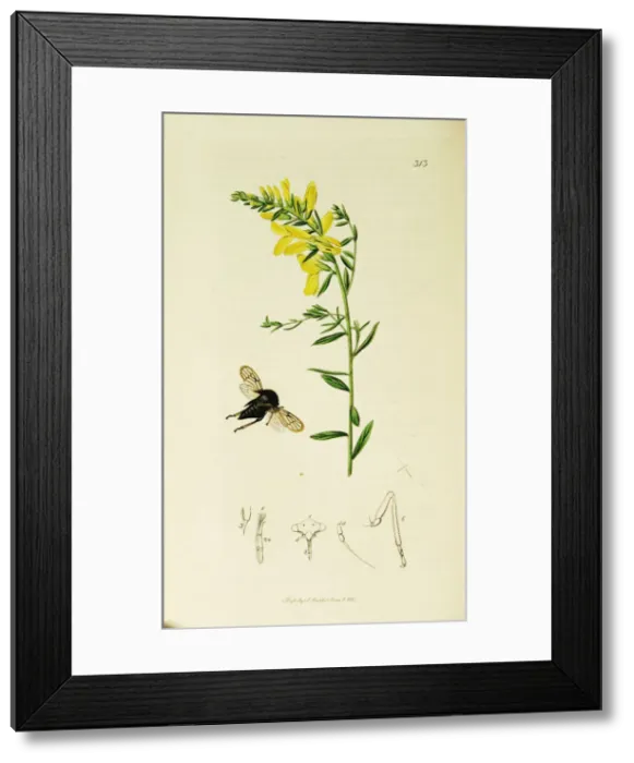 Framed Print : Curtis British Entomology Plate 313 Framed Print : Curtis British Entomology Plate 313