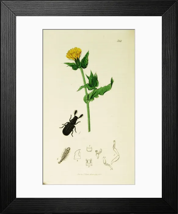 Framed Print : Curtis British Entomology Plate 314 Framed Print : Curtis British Entomology Plate 314