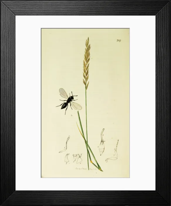 Framed Print : Curtis British Entomology Plate 309 Framed Print : Curtis British Entomology Plate 309