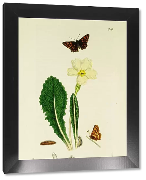 Curtis British Entomology Plate 316