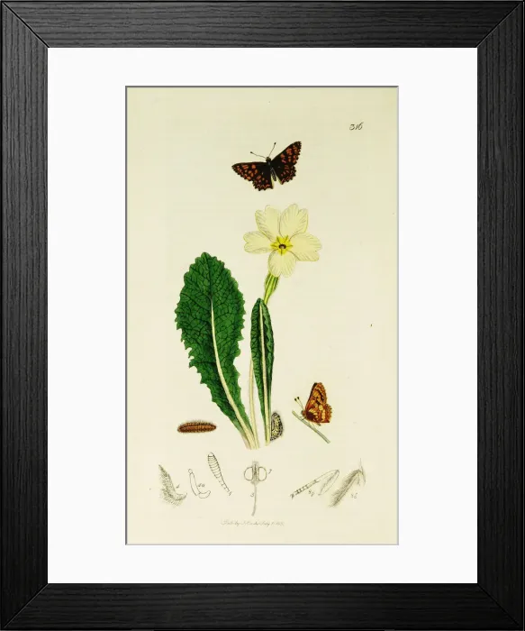 Framed Print : Curtis British Entomology Plate 316 Framed Print : Curtis British Entomology Plate 316