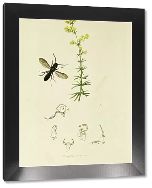 Curtis British Entomology Plate 317