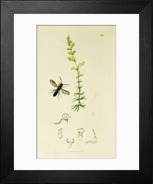 Framed Print : Curtis British Entomology Plate 317 Framed Print : Curtis British Entomology Plate 317
