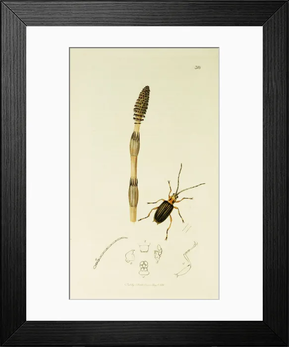 Framed Print : Curtis British Entomology Plate 318 Framed Print : Curtis British Entomology Plate 318