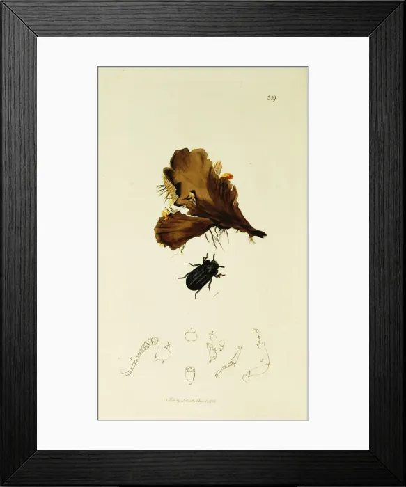 Framed Print : Curtis British Entomology Plate 319 Framed Print : Curtis British Entomology Plate 319
