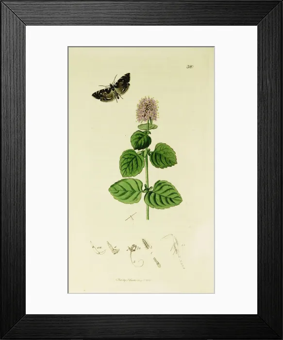 Framed Print : Curtis British Entomology Plate 320 Framed Print : Curtis British Entomology Plate 320