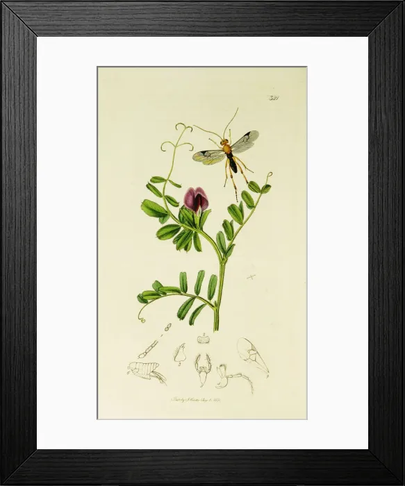 Framed Print : Curtis British Entomology Plate 321 Framed Print : Curtis British Entomology Plate 321