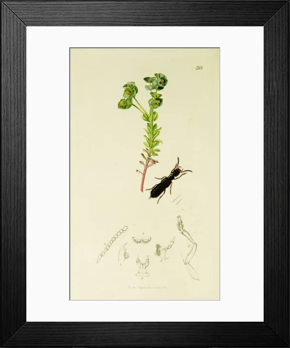 Framed Print : Curtis British Entomology Plate 322 Framed Print : Curtis British Entomology Plate 322