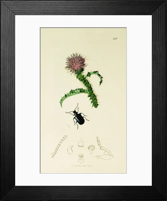 Framed Print : Curtis British Entomology Plate 323 Framed Print : Curtis British Entomology Plate 323