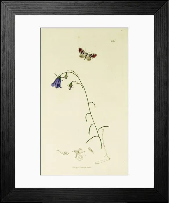Framed Print : Curtis British Entomology Plate 324 Framed Print : Curtis British Entomology Plate 324