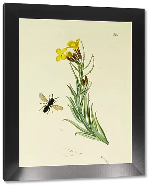 Curtis British Entomology Plate 325