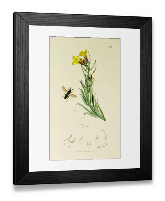 Framed Print : Curtis British Entomology Plate 325 Framed Print : Curtis British Entomology Plate 325