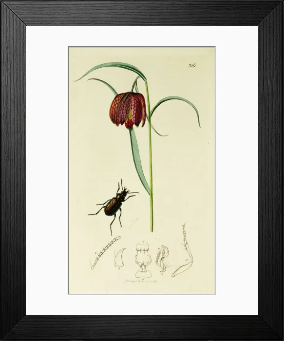 Framed Print : Curtis British Entomology Plate 326 Framed Print : Curtis British Entomology Plate 326