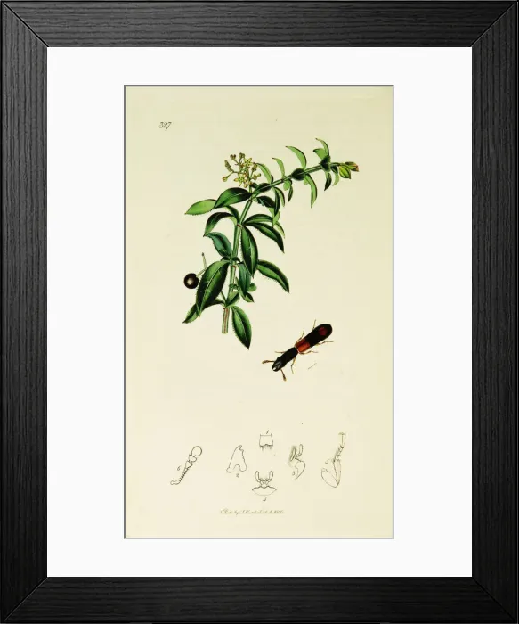 Framed Print : Curtis British Entomology Plate 327 Framed Print : Curtis British Entomology Plate 327