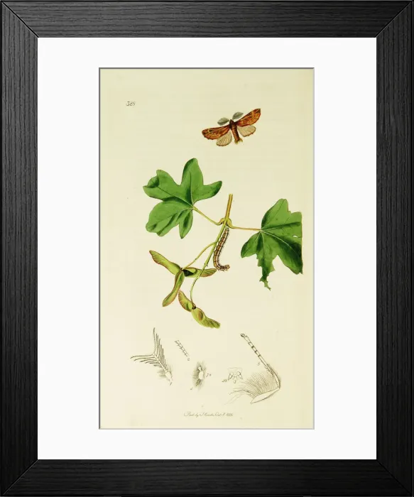 Framed Print : Curtis British Entomology Plate 328 Framed Print : Curtis British Entomology Plate 328