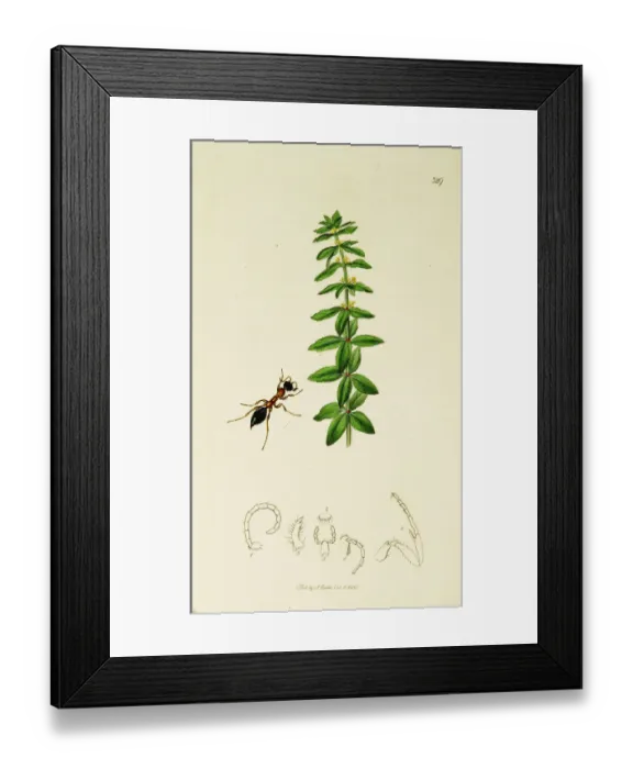 Framed Print : Curtis British Entomology Plate 329 Framed Print : Curtis British Entomology Plate 329