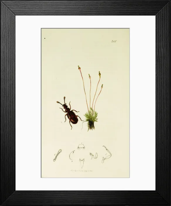 Framed Print : Curtis British Entomology Plate 315 Framed Print : Curtis British Entomology Plate 315
