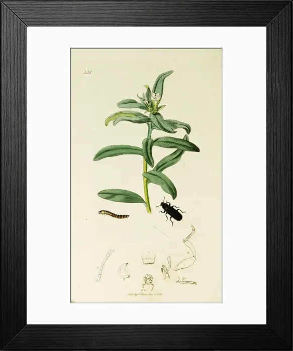 Framed Print : Curtis British Entomology Plate 331 Framed Print : Curtis British Entomology Plate 331