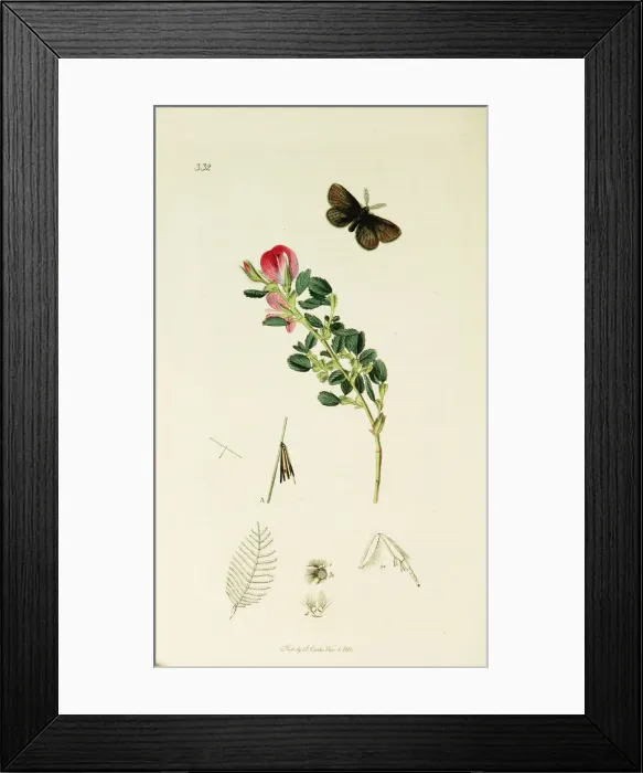 Framed Print : Curtis British Entomology Plate 332 Framed Print : Curtis British Entomology Plate 332