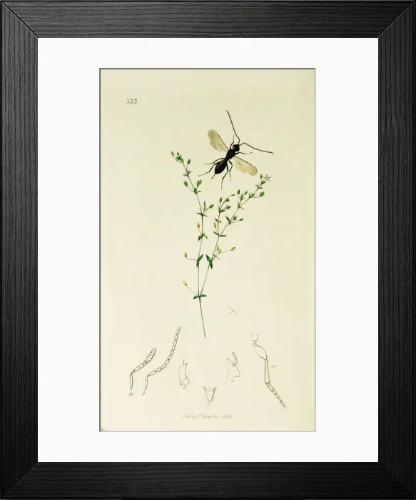 Framed Print : Curtis British Entomology Plate 333 Framed Print : Curtis British Entomology Plate 333