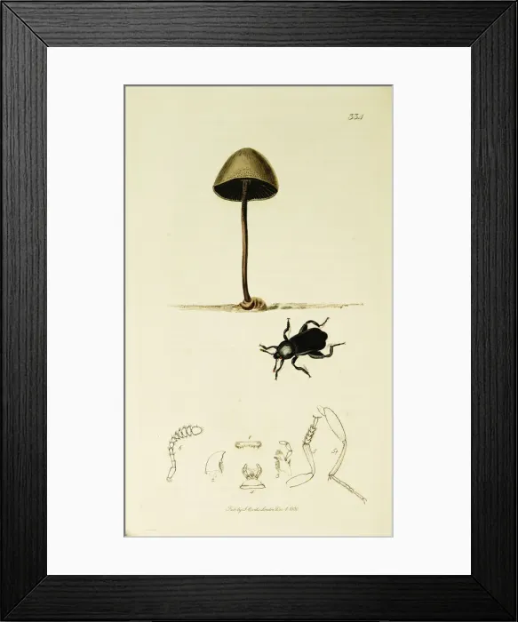 Framed Print : Curtis British Entomology Plate 334 Framed Print : Curtis British Entomology Plate 334