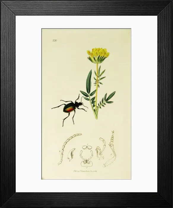 Framed Print : Curtis British Entomology Plate 330 Framed Print : Curtis British Entomology Plate 330