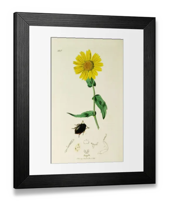 Framed Print : Curtis British Entomology Plate 335 Framed Print : Curtis British Entomology Plate 335