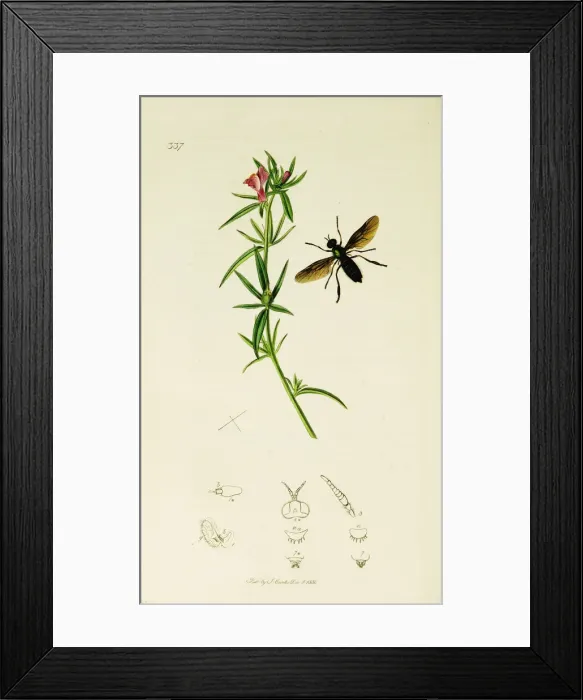 Framed Print : Curtis British Entomology Plate 337 Framed Print : Curtis British Entomology Plate 337