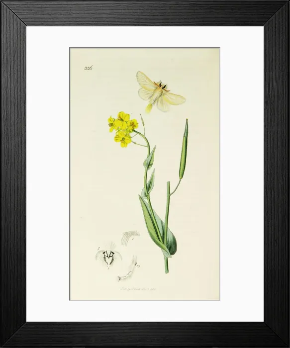 Framed Print : Curtis British Entomology Plate 336 Framed Print : Curtis British Entomology Plate 336