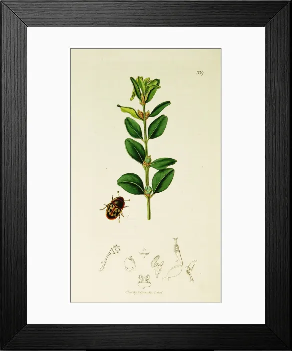 Framed Print : Curtis British Entomology Plate 339 Framed Print : Curtis British Entomology Plate 339