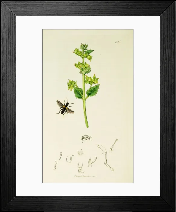 Framed Print : Curtis British Entomology Plate 340 Framed Print : Curtis British Entomology Plate 340