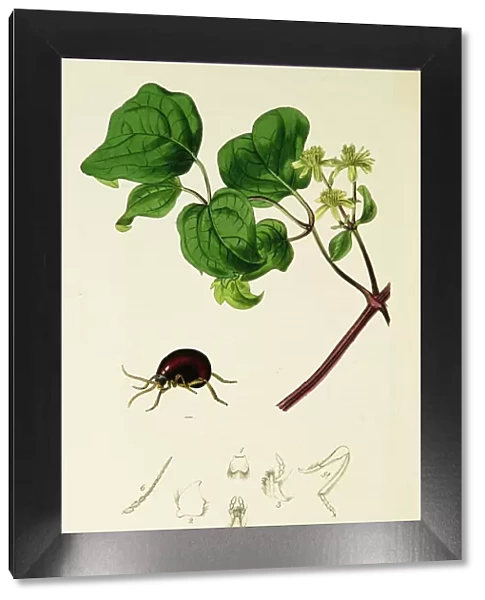Curtis British Entomology Plate 342