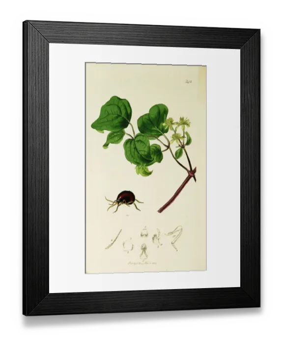 Framed Print : Curtis British Entomology Plate 342 Framed Print : Curtis British Entomology Plate 342