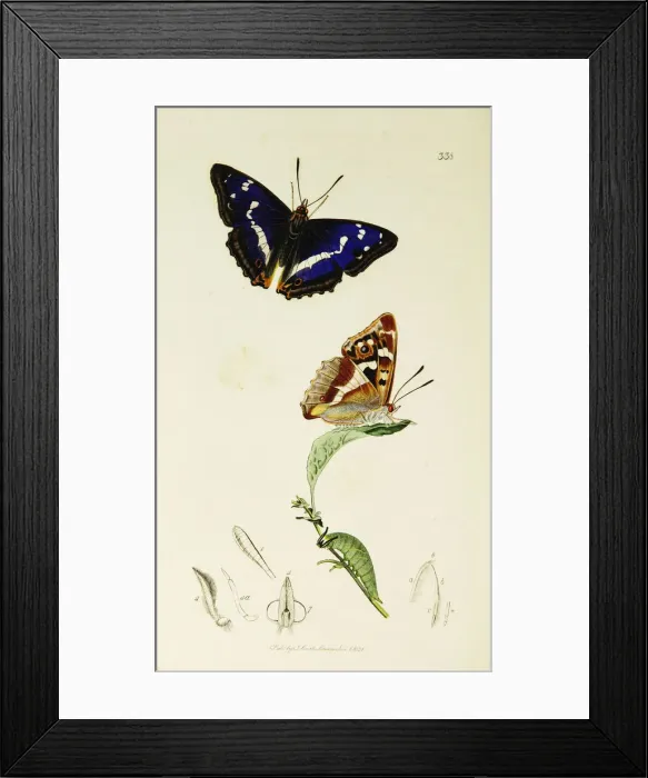 Framed Print : Curtis British Entomology Plate 338 Framed Print : Curtis British Entomology Plate 338