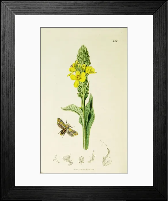 Framed Print : Curtis British Entomology Plate 344 Framed Print : Curtis British Entomology Plate 344