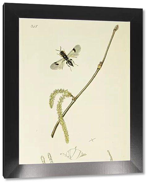 Curtis British Entomology Plate 345