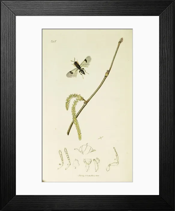 Framed Print : Curtis British Entomology Plate 345 Framed Print : Curtis British Entomology Plate 345