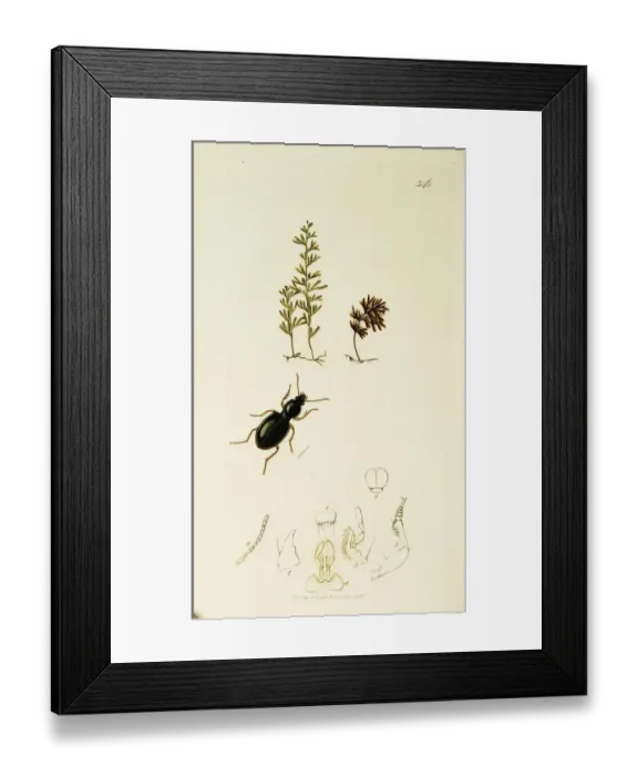 Framed Print : Curtis British Entomology Plate 346 Framed Print : Curtis British Entomology Plate 346