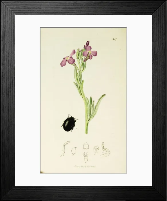 Framed Print : Curtis British Entomology Plate 347 Framed Print : Curtis British Entomology Plate 347