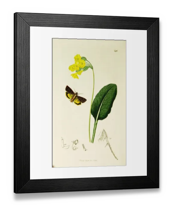 Framed Print : Curtis British Entomology Plate 348 Framed Print : Curtis British Entomology Plate 348