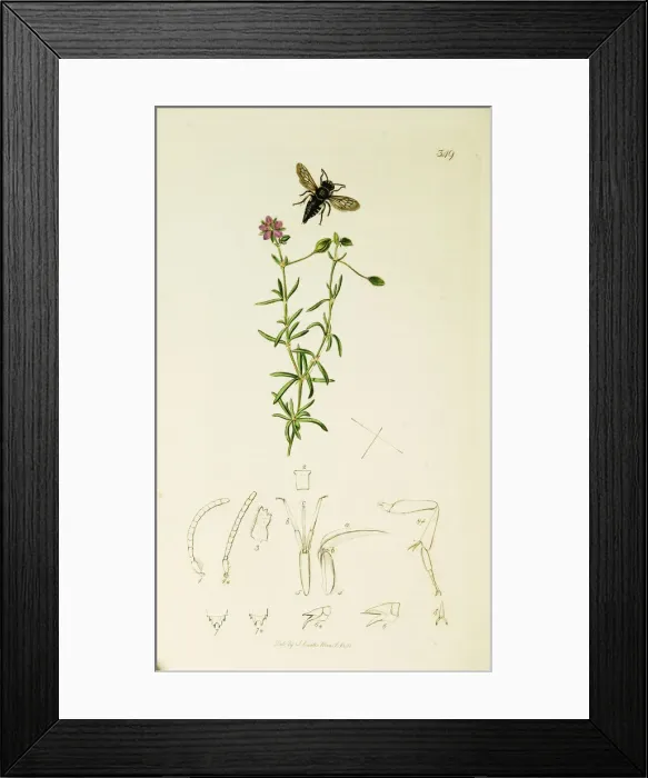 Framed Print : Curtis British Entomology Plate 349 Framed Print : Curtis British Entomology Plate 349