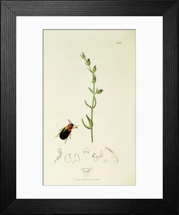 Framed Print : Curtis British Entomology Plate 350
