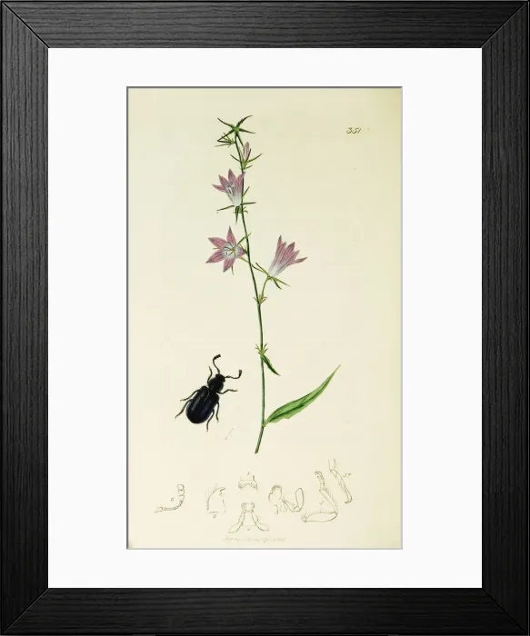 Framed Print : Curtis British Entomology Plate 351 Framed Print : Curtis British Entomology Plate 351