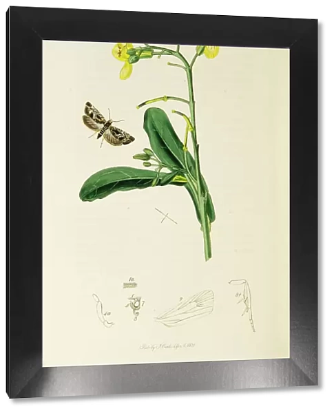 Curtis British Entomology Plate 352