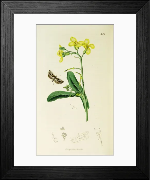 Framed Print : Curtis British Entomology Plate 352 Framed Print : Curtis British Entomology Plate 352