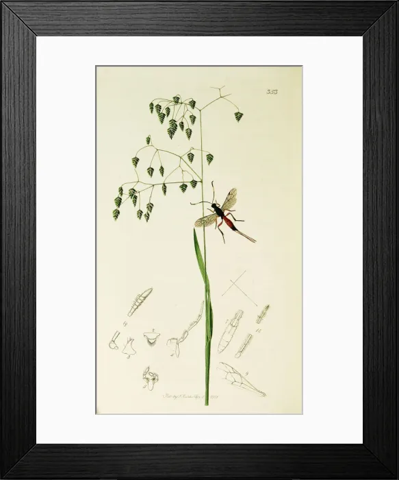 Framed Print : Curtis British Entomology Plate 353 Framed Print : Curtis British Entomology Plate 353